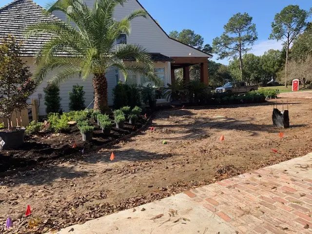 Palm and shrubs being set into a graded bed beside a brick walk