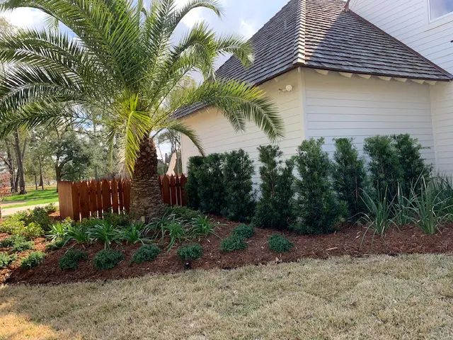 Shrubs planted and mulched along the side of the home under a palm