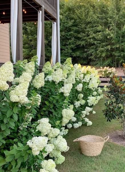 Limelight hydrangeas planted beside a pergola with a woven basket on the lawn