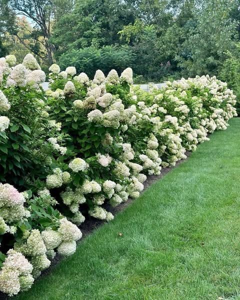 Long hedge of limelight hydrangeas in full bloom along a lawn