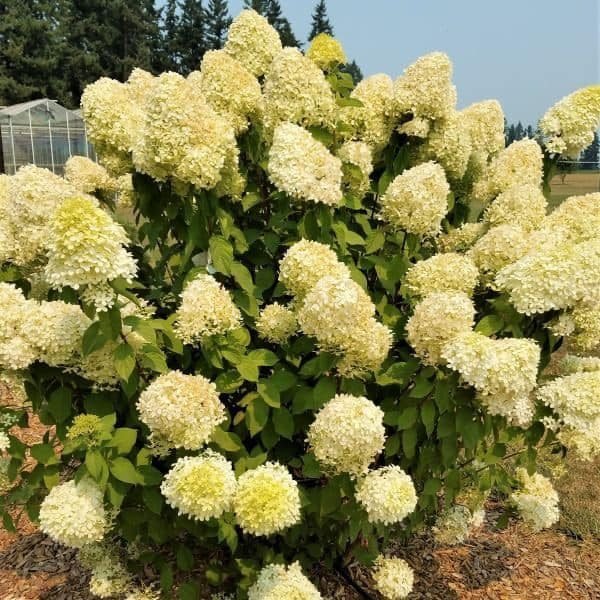 Single limelight hydrangea shrub packed with large pale green flower clusters