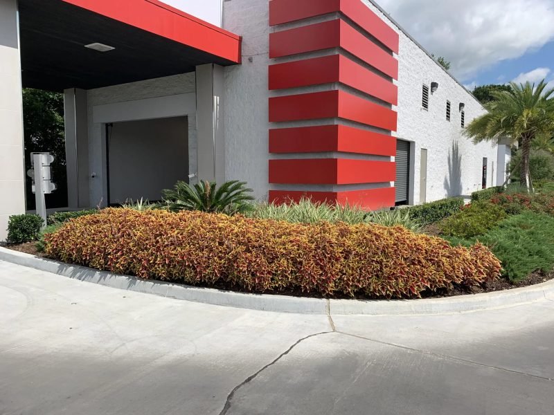 Curved bed of coleus and sago palms at a white and red commercial building