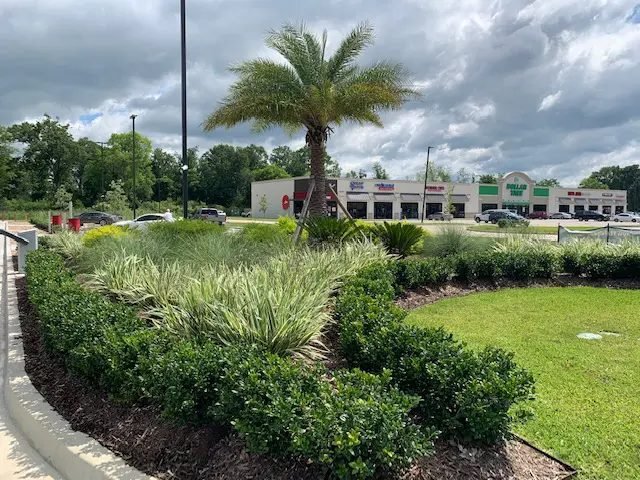 Commercial bed of boxwood hedges and variegated flax lily around a palm in a shopping center lot