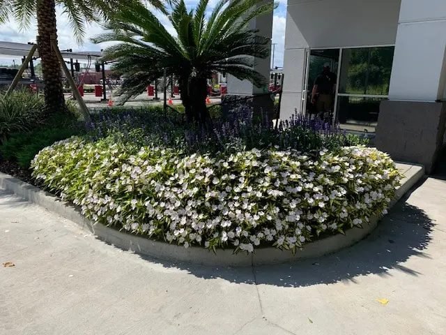 Raised bed of white impatiens and blue salvia under a sago palm at a building entrance