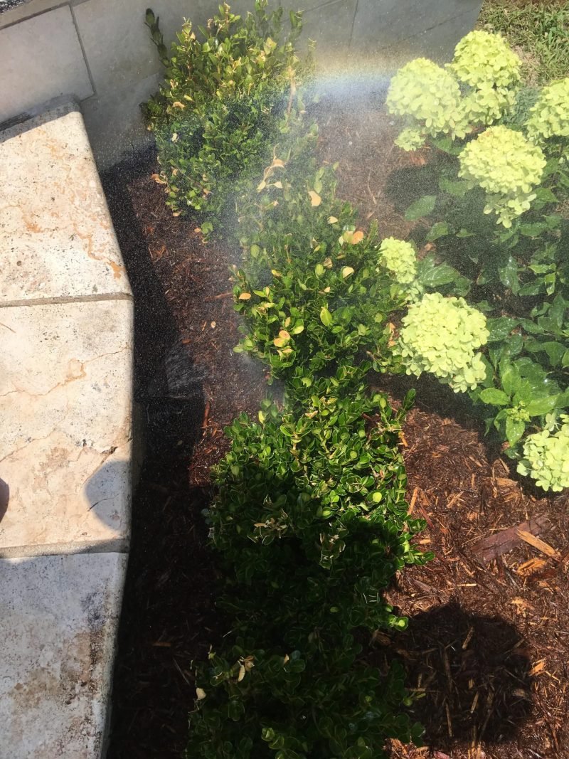 Sprinkler misting a bed of hydrangeas and boxwoods beside a stone edge