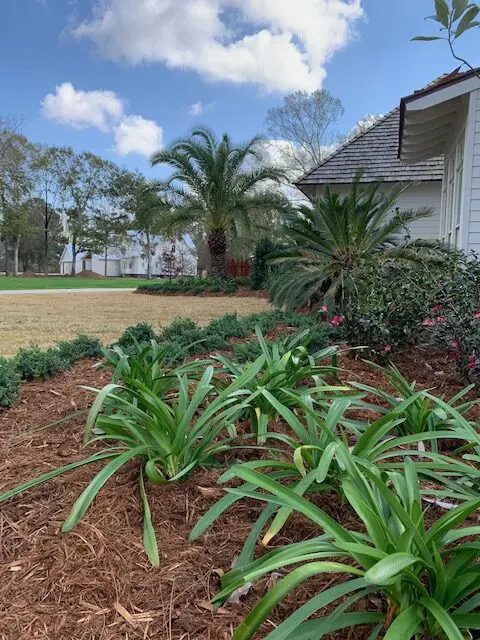 Freshly mulched bed of agapanthus and azaleas with a palm and a white house behind