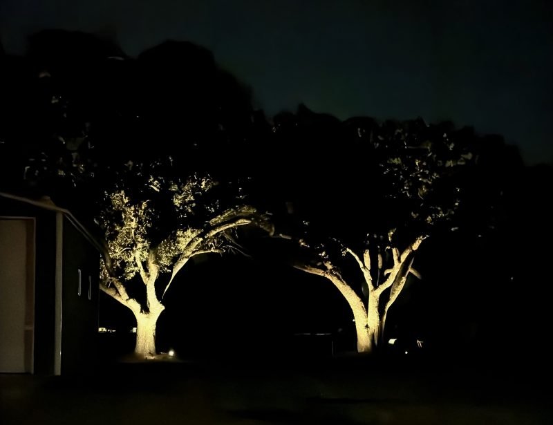 Two live oaks warmly uplit beside a dark outbuilding
