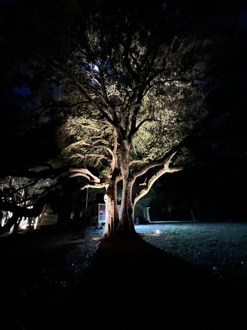 Live oak canopy lit from below at night