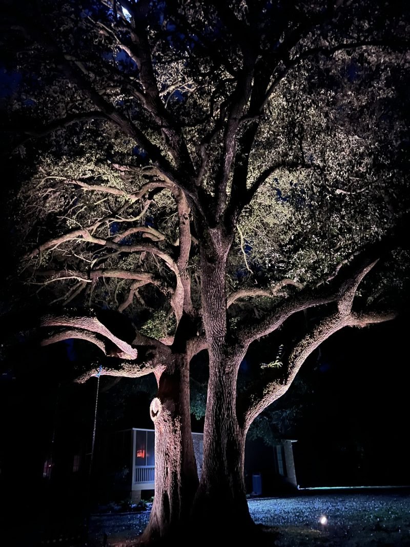 Close view of an uplit live oak trunk and branches at night