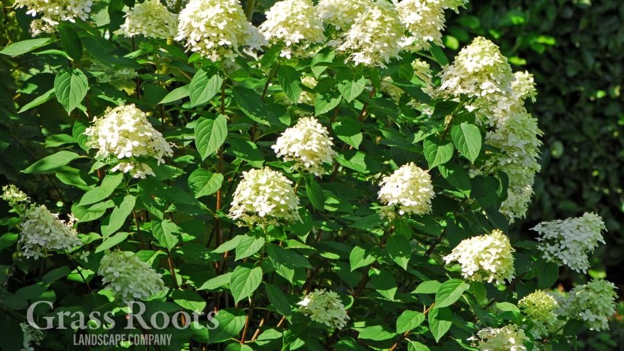 Limelight Hydrangea